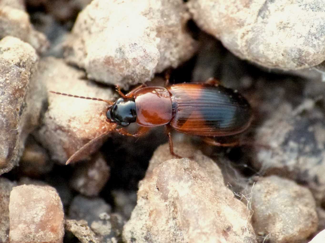 Stenolophus sp. - Sardegna